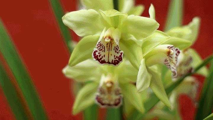 4 Manfaat Bunga Anggrek untuk Kecantikan